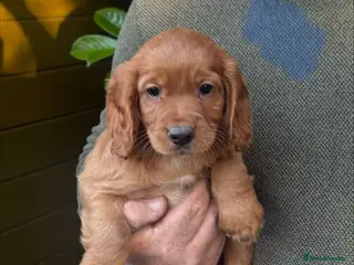 Cocker Spaniel dogs Beautiful Cocker Spaniel Pups - Advert 3