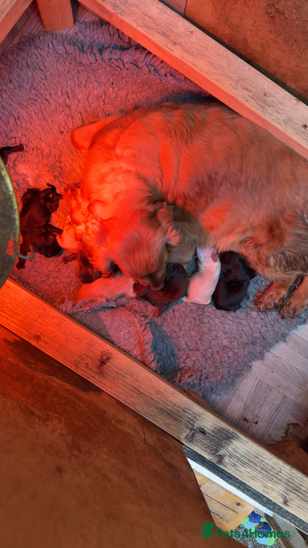 Cockapoo dogs for sale: Cockapoo puppies  - Advert 1