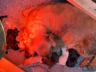 Cockapoo dogs Cockapoo puppies - Advert 2