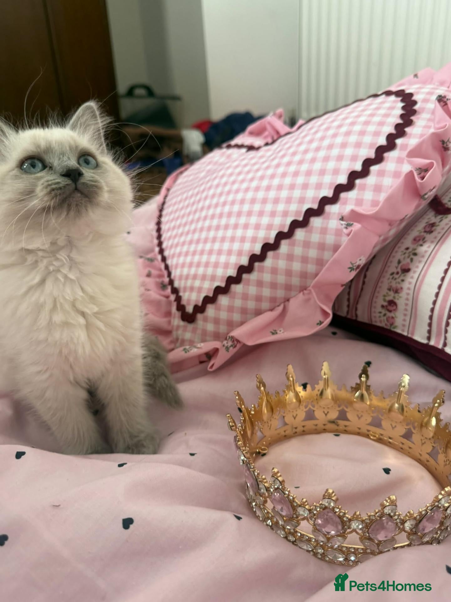 Ragdoll cats  READY NOW 1 girl LEFT💝🐺 - Advert 2