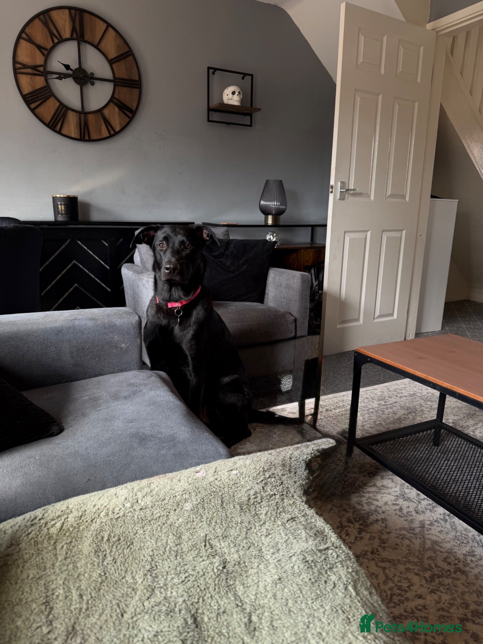 Mixed Breed dogs Beautiful 1 year old girl - mixed breed - Advert 1
