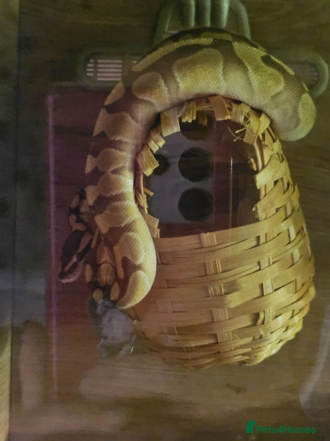 Snake reptiles for sale: Female ball python - Advert 2