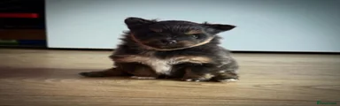 Pomeranian Puppy 1