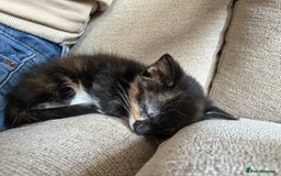 Mixed Breed cats for sale: Three stunning kittens for sale - Image 5