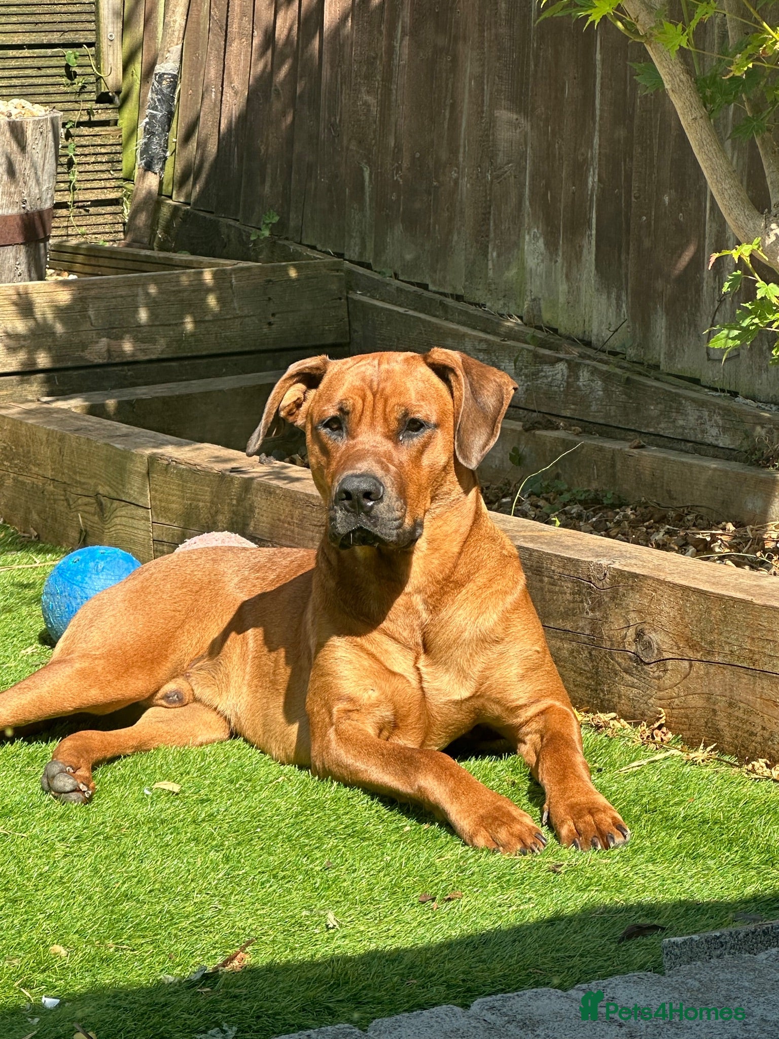 Mixed Breed dogs Doberman cross bullmastif  - Advert 1