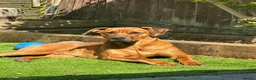 Mixed Breed dogs for sale: Doberman cross bullmastif  in Bargoed - Advert 1