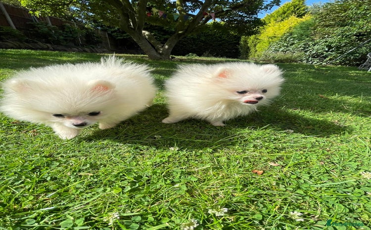Pomeranian dogs - Advert 5