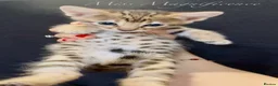 Savannah cats for sale: Exceptional Quality Tica Regist. Savannah kittns - Advert 8