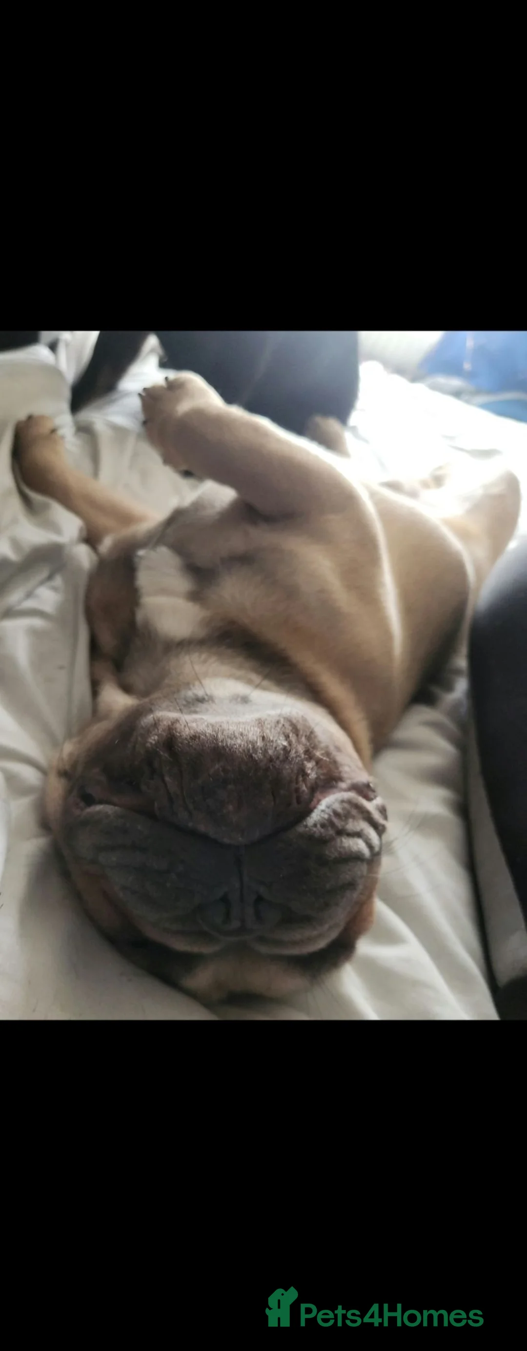 French Bulldog dogs for sale: Lovely boy french bulldog  in Walsall - Advert 10