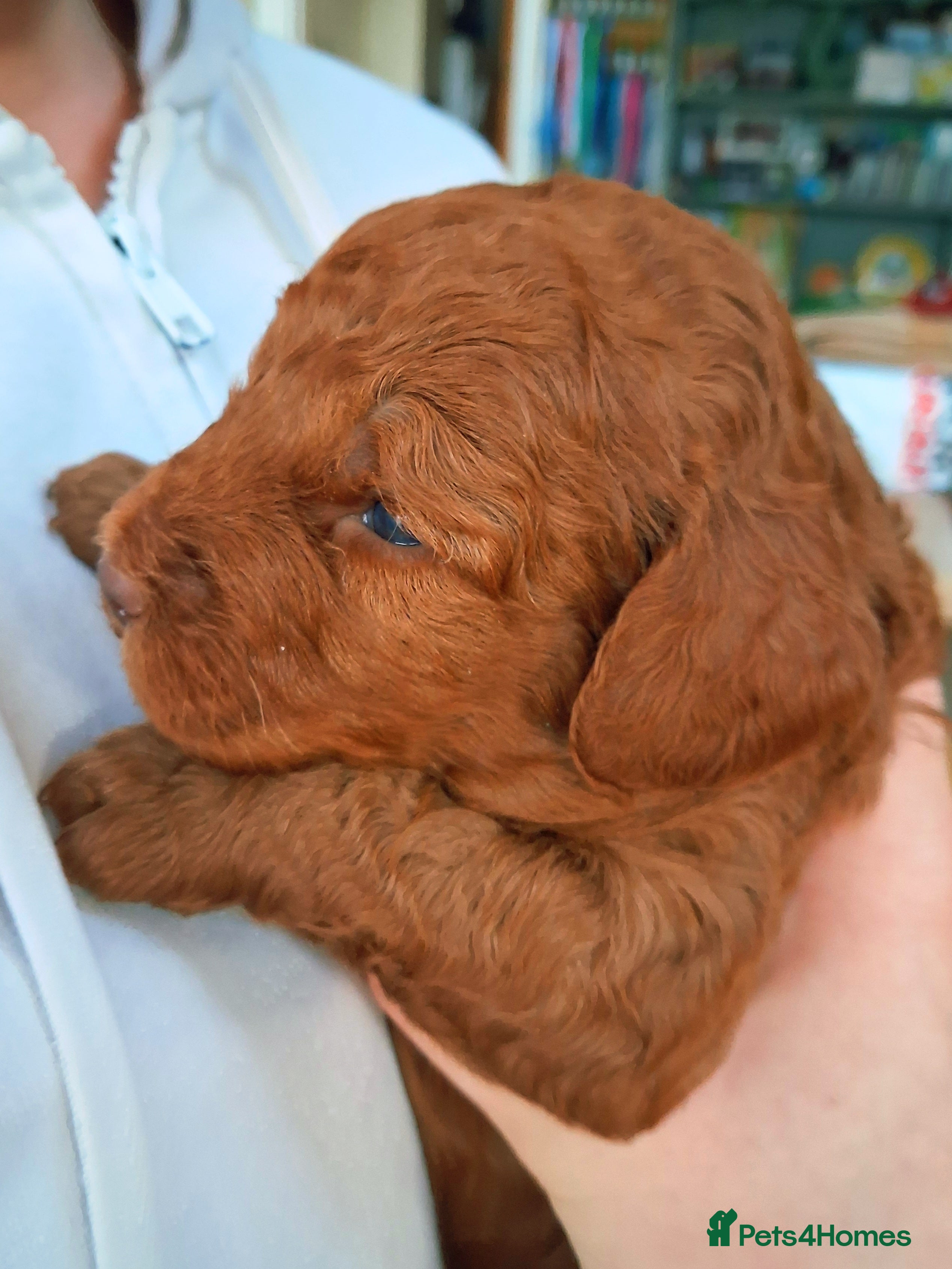 Cockapoo dogs Red cockapoo puppies (2 girls, 2 boys) - Advert 2