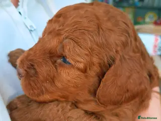 Cockapoo dogs Red cockapoo puppies (2 girls, 2 boys) - Advert 2