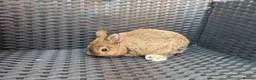 Netherland Dwarf rabbits for sale: Neverland dawalf doe  - Advert 2