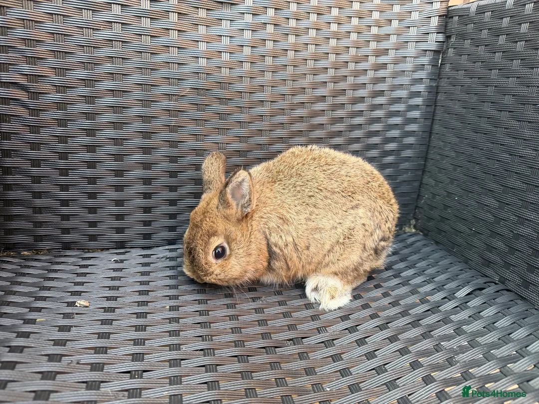 Netherland Dwarf rabbits for sale: Neverland dawalf doe  - Advert 2
