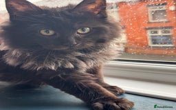 Maine Coon cats for sale: Maincoon boys - Image 17