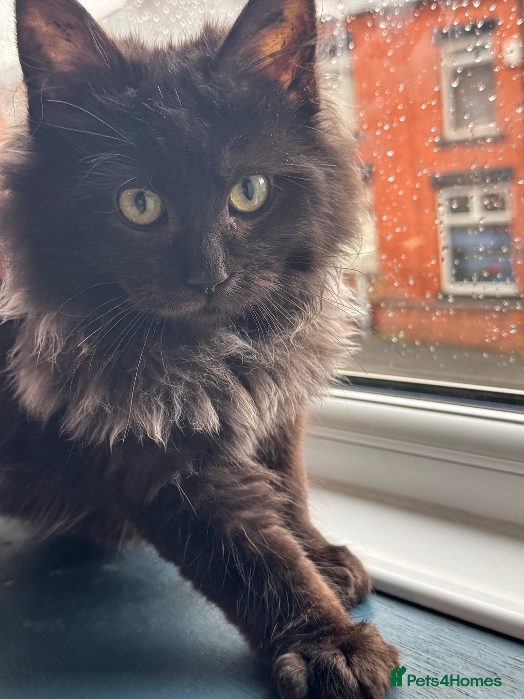 Maine Coon cats for sale: Maincoon boys - Image 17