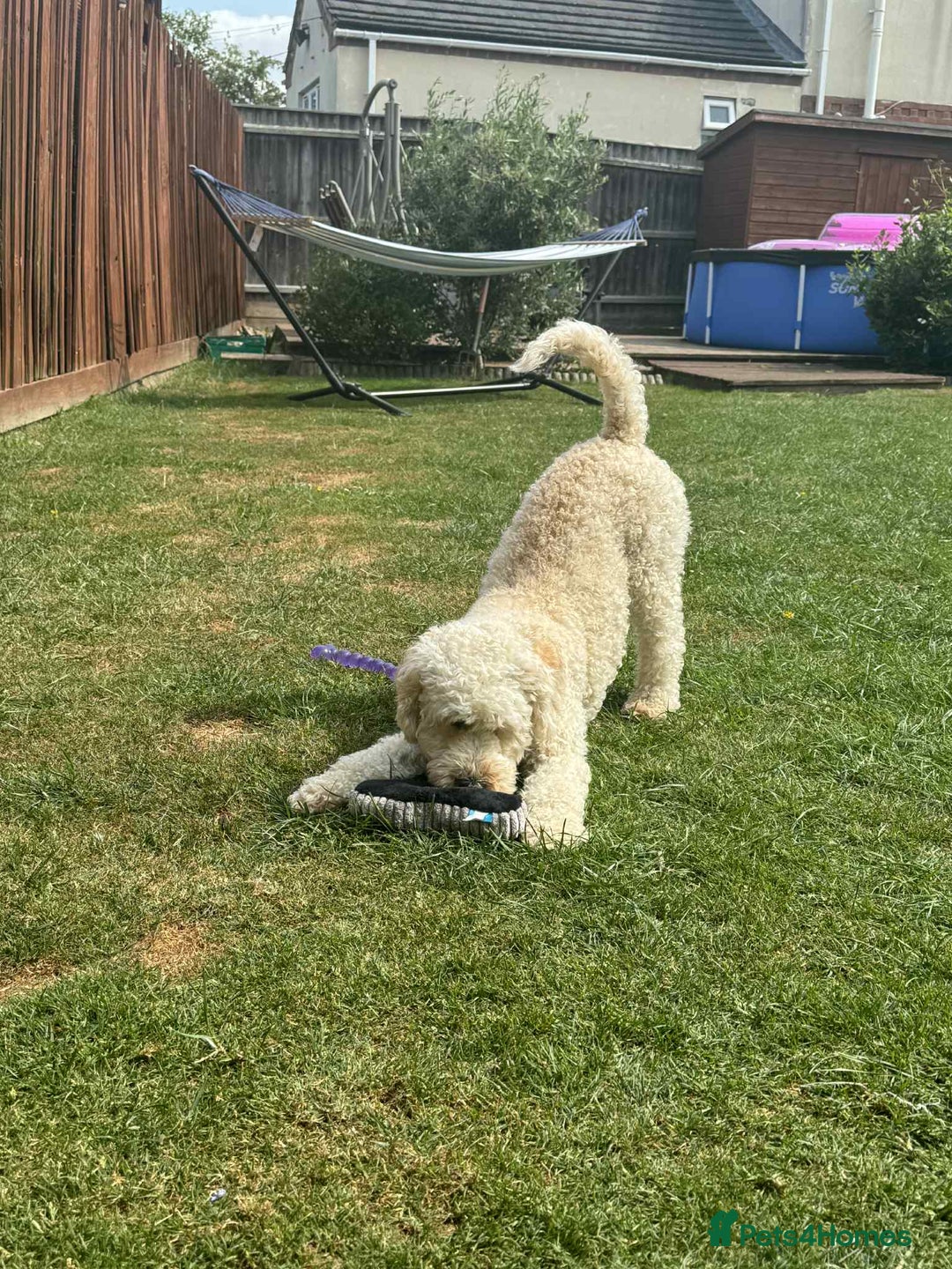 Labradoodle dogs for sale: HEALTH TESTED F1b Miniature labradoodle for SALE - Image 27