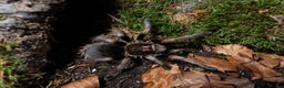 Tarantulas invertebrates for sale: tarantula collection for sale - Advert 2