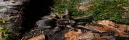 Tarantulas invertebrates for sale: tarantula collection for sale - Advert 3