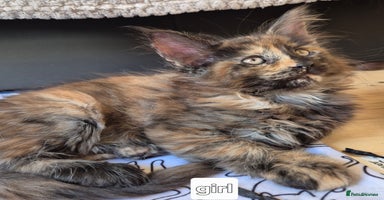 Maine Coon cats in King's Lynn - Advert 13