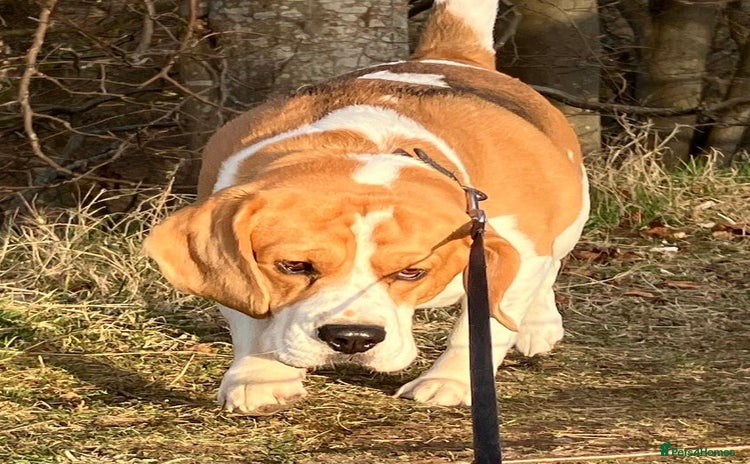 Beagle dogs KC Registered Beagle for Stud - Advert 1