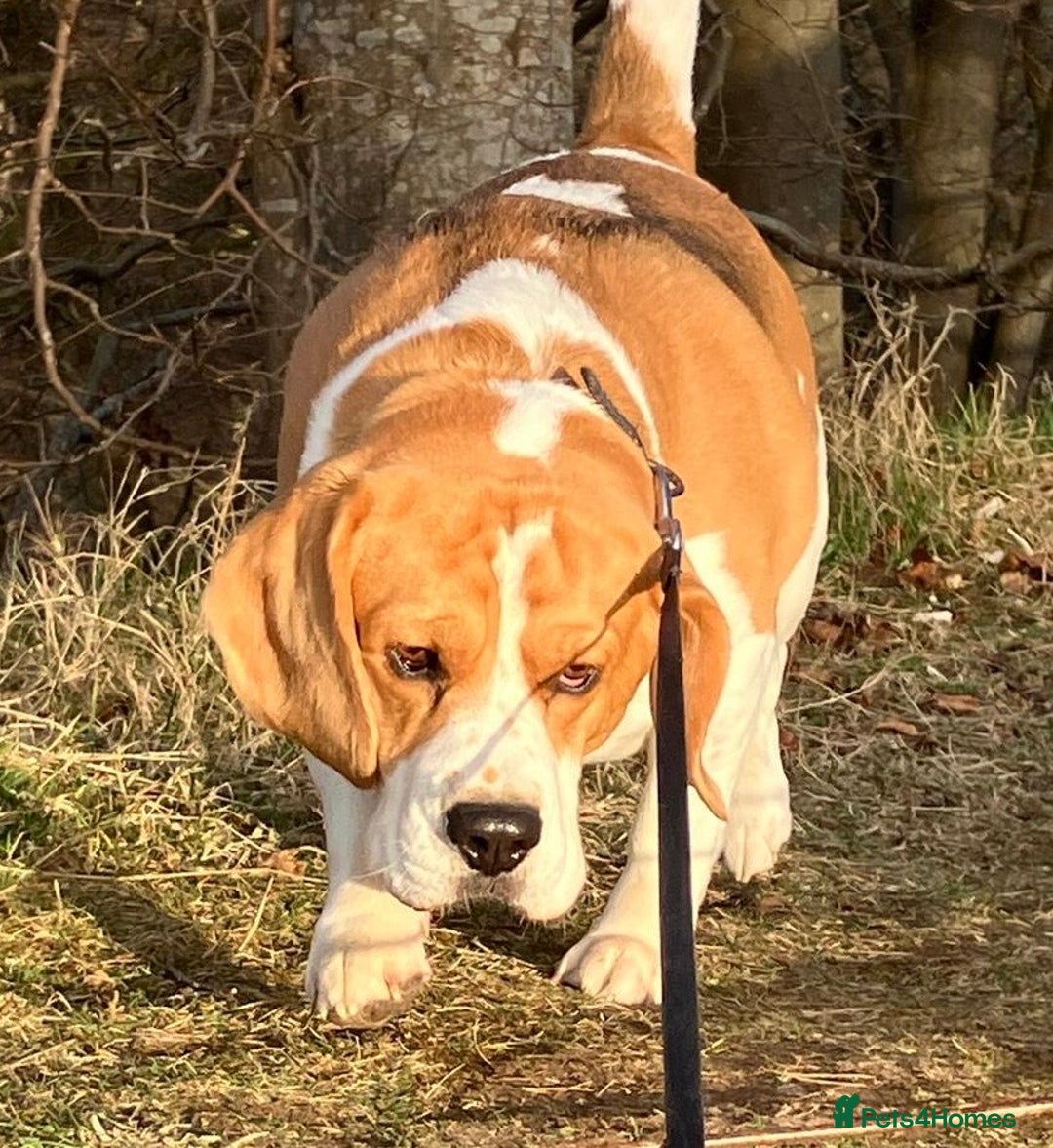 Beagle dogs for stud: KC Registered Beagle for Stud - Advert 1