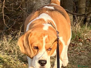 Beagle dogs KC Registered Beagle for Stud - Advert 2