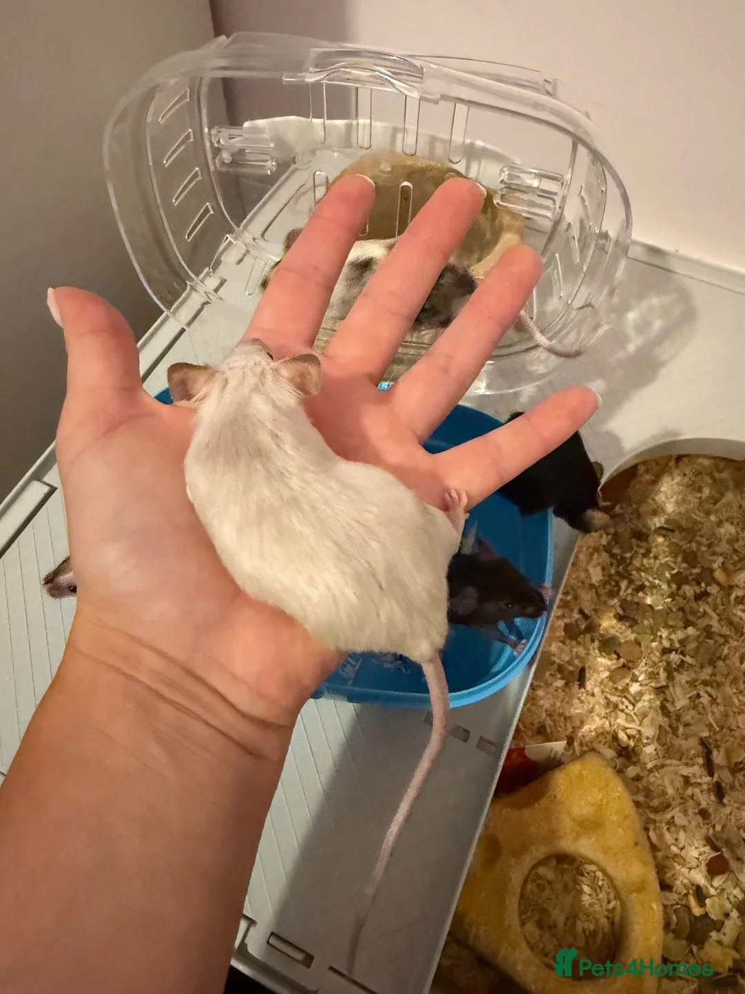 Mouse rodents for sale: 6 female fancy mice  - Advert 2