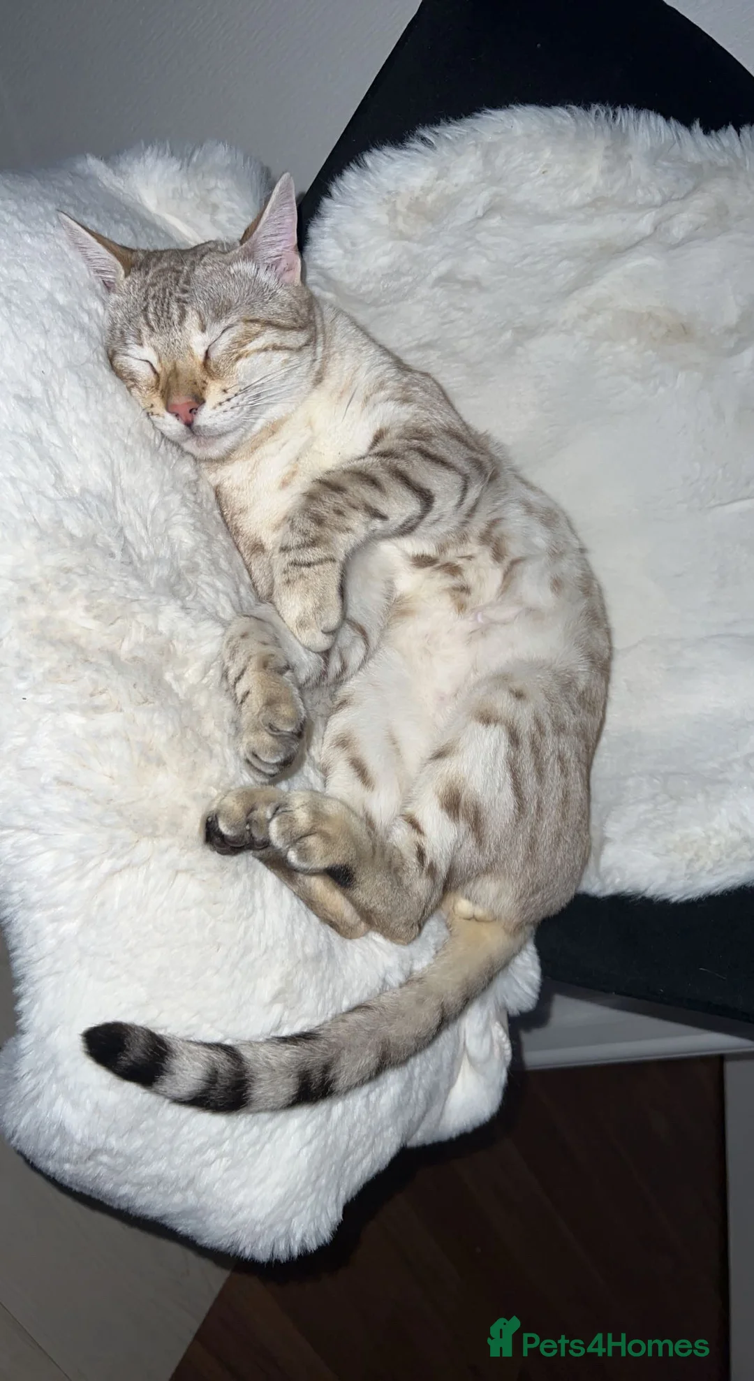Bengal cats for sale: Moon the Snow Lynx Bengal - Advert 2