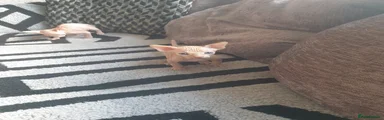 Sphynx Kitten 2