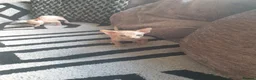 Sphynx cats for sale: Canadian sphynx ready to leave now  - Advert 30