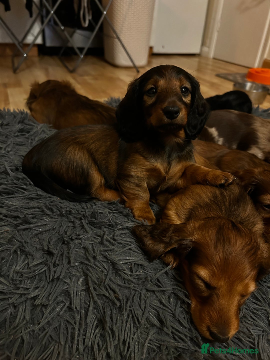 Dachshund dogs for sale: KC Registered Standard Long Hair Dachshund Puppies - Advert 7