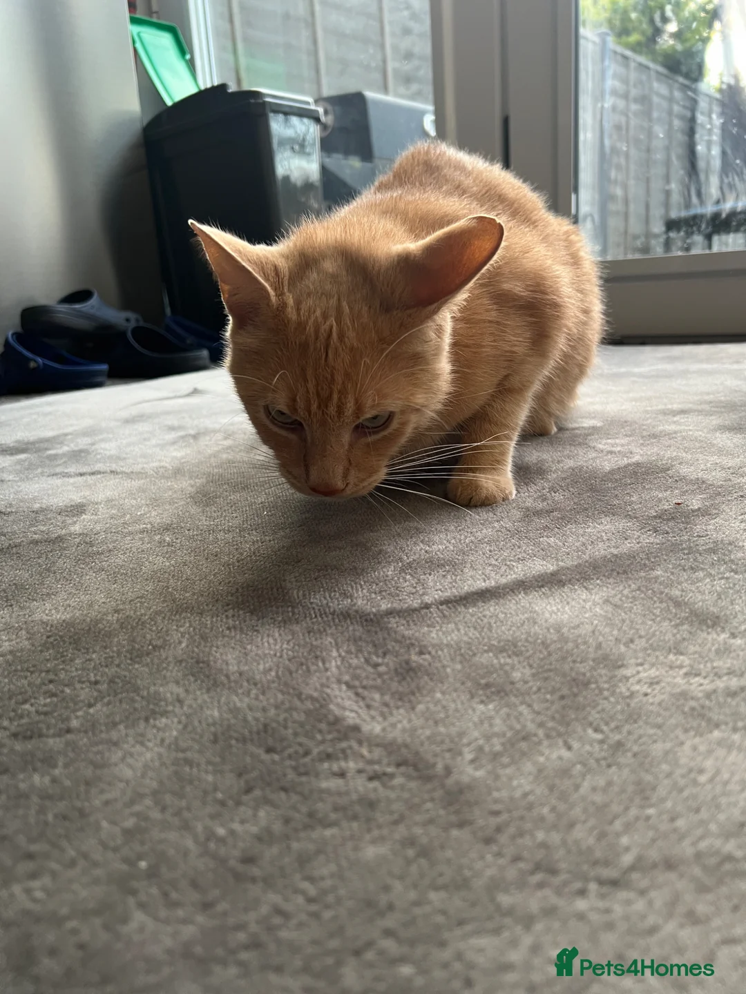 Domestic Shorthair cats for sale: FREE Ginger tabby male cat looking forever home - Advert 10