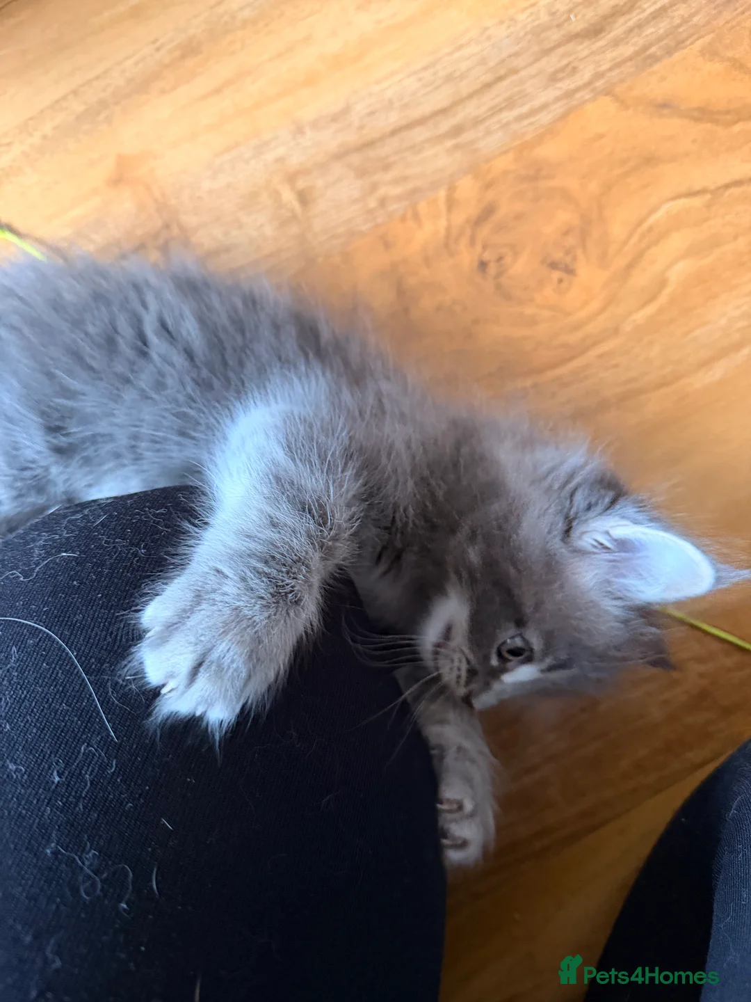 Maine Coon cats for sale: Maine coon kittens - Advert 9