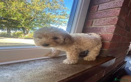 Cockapoo dogs for sale: 8 beautiful, stunning cockapoo  - Image 9