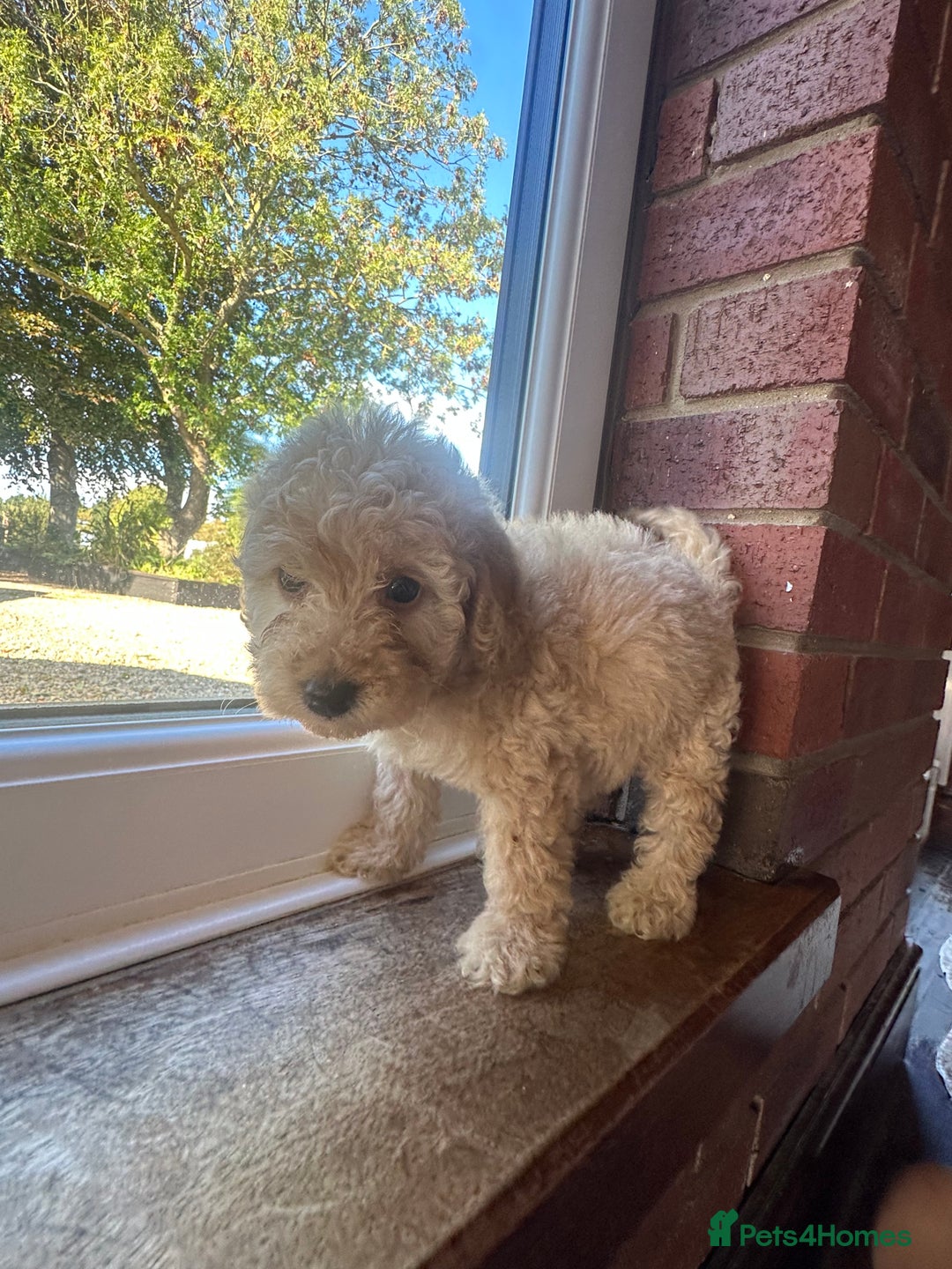 Cockapoo dogs for sale: 8 beautiful, stunning cockapoo  - Image 9