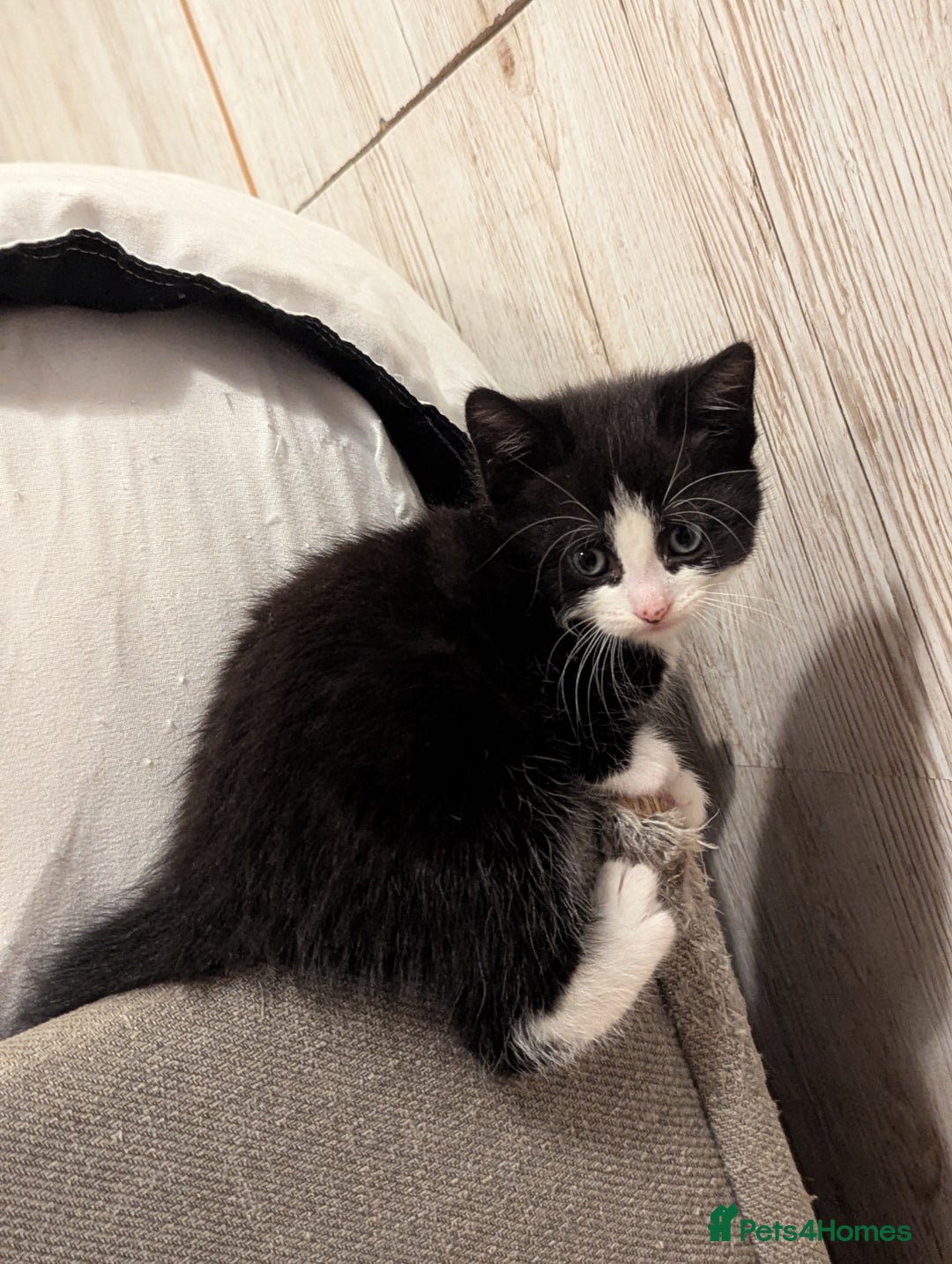 Bombay cats for sale: Beautiful kittens perfect for  **   ** s  - Advert 6