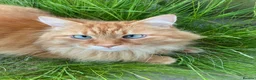 Maine Coon cats for sale: Barney (Ginger Maine Coon X British Longhair) in Tunbridge Wells - Advert 1