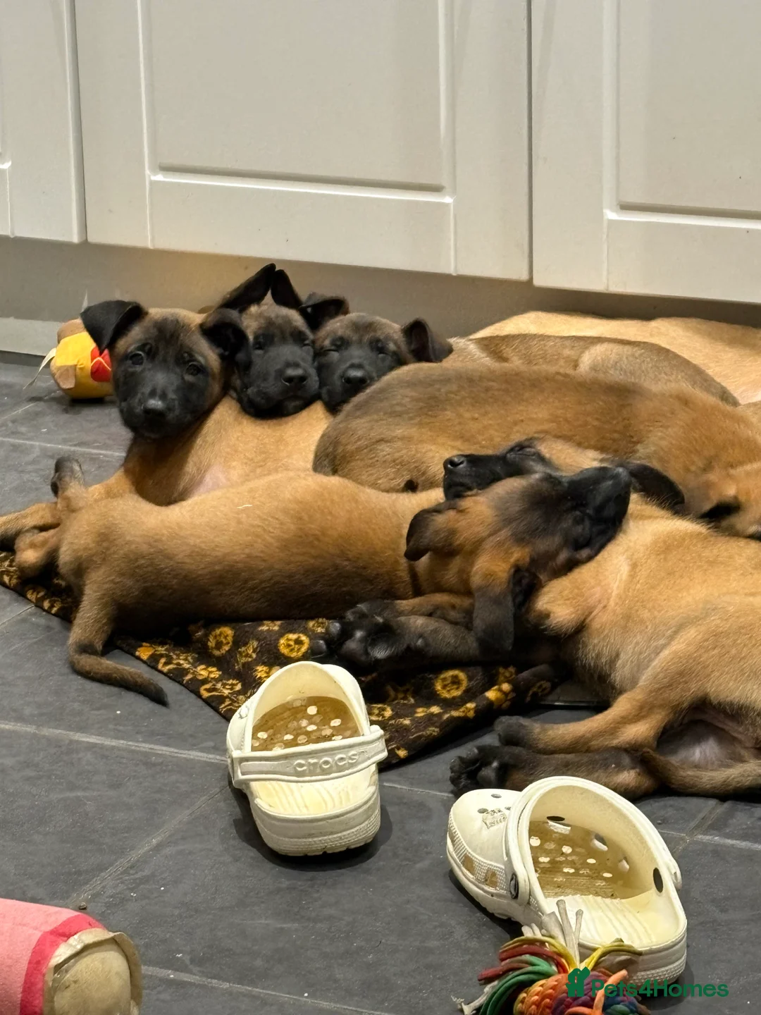 Belgian Shepherd Dog dogs for sale: Belgian Malinois Puppies - Ready to leave! - Advert 14