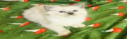 Ragdoll cats for sale: Cute little Ragdoll kittens for sale 💕🐱🐱 - Advert 5
