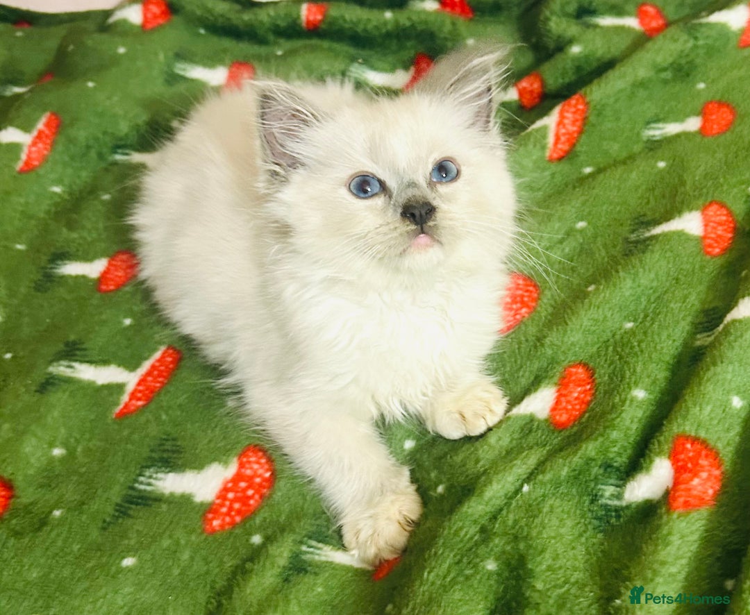 Ragdoll cats for sale: Cute little Ragdoll kittens for sale 💕🐱🐱 - Advert 5