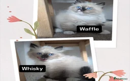 Siberian cats for sale: Litter "W" Neva Masquerade - Image 20