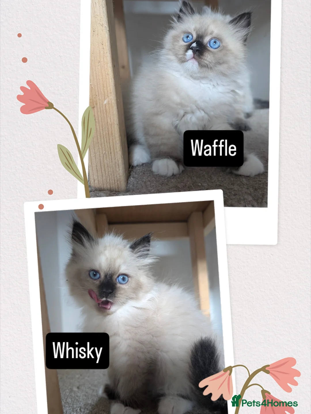Siberian cats for sale: Litter "W" Neva Masquerade - Image 20