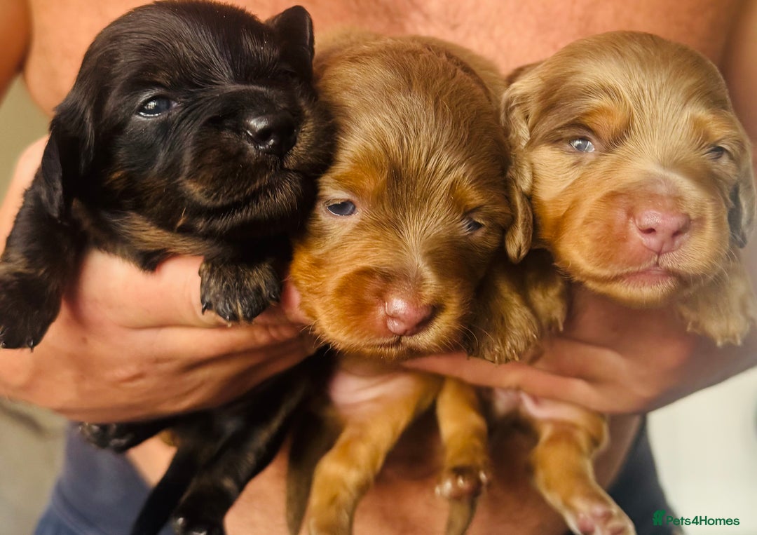 Miniature Dachshund dogs for sale: 3 Beautiful miniature longhair dachshund puppies - Image 5