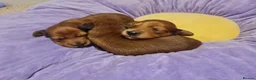 Miniature Dachshund dogs for sale: Pra clear-Beautiful miniature LG Dachshund pupps - Advert 23