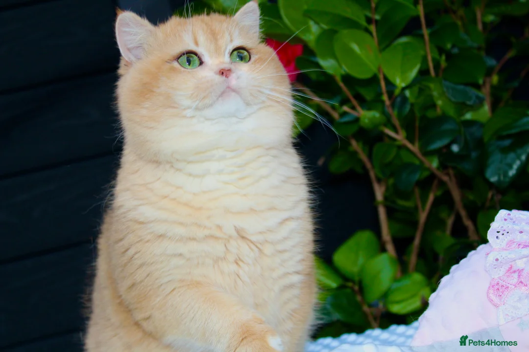 British Shorthair cats for stud: Gorgeous boy For Stud ny12, Longhair gens in Northampton - Advert 3