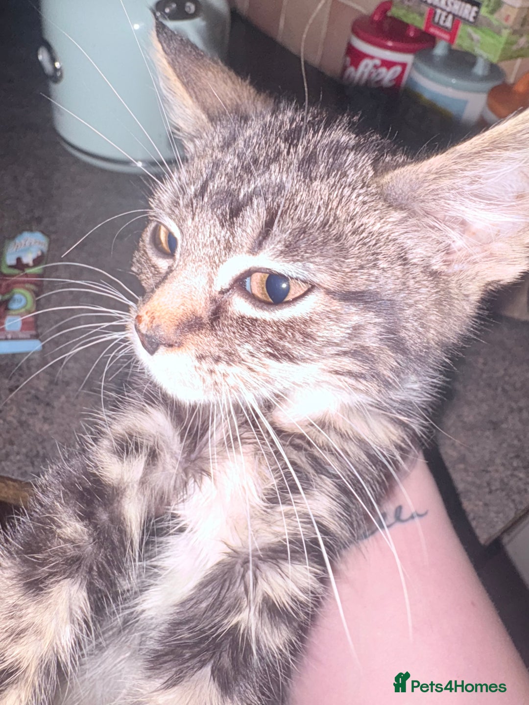 Mixed Breed cats for sale: Kittens ready for loving homes  - Advert 3