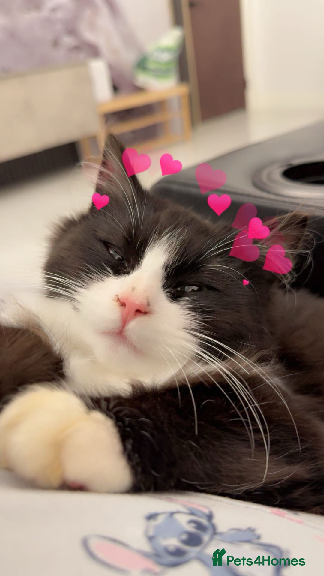 Mixed Breed cats for sale: Ragdoll and Russian blue kittens  - Advert 2