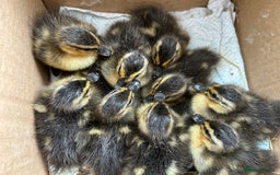 Mixed Breed livestock for sale: Day olds, 7 weeks old, and adult, MALLARD Ducks  in Thirsk - Image 6