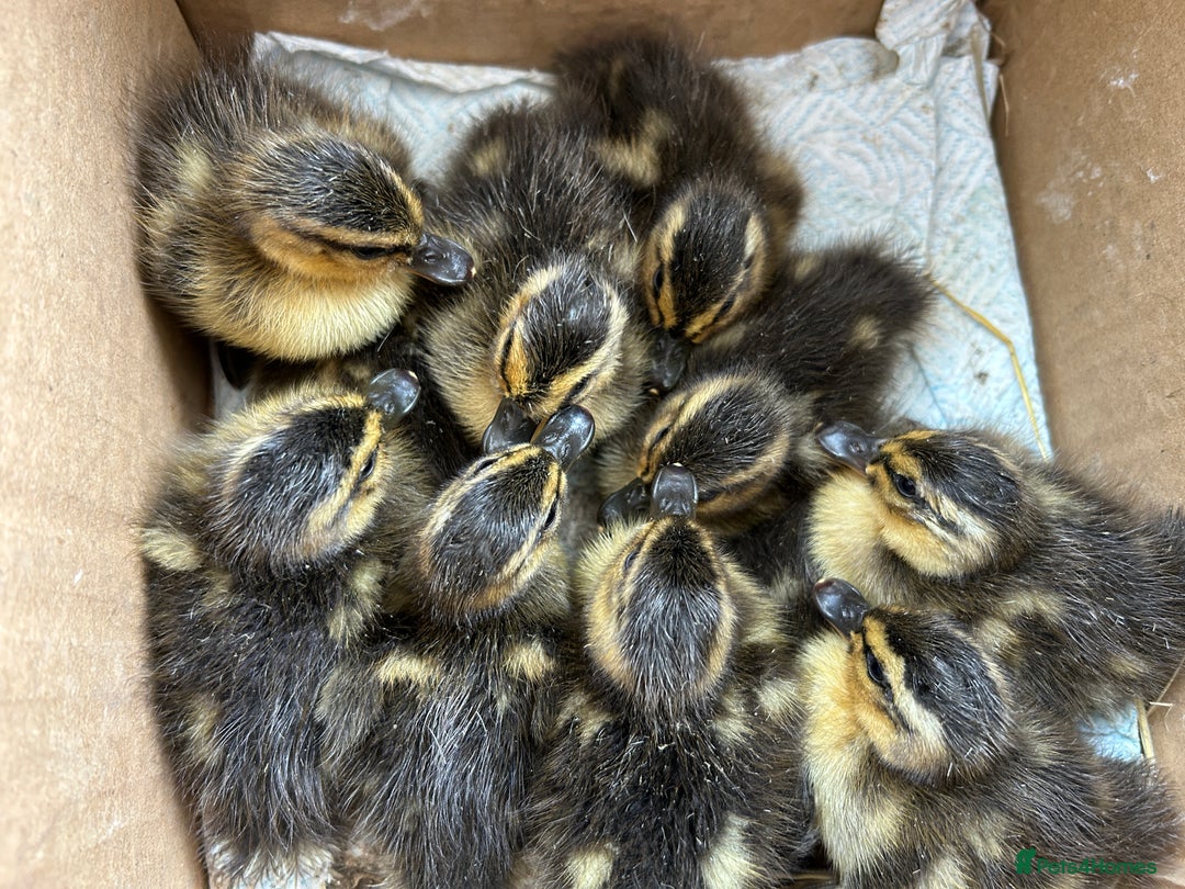 Mixed Breed livestock for sale: Day olds, 7 weeks old, and adult, MALLARD Ducks  in Thirsk - Image 6