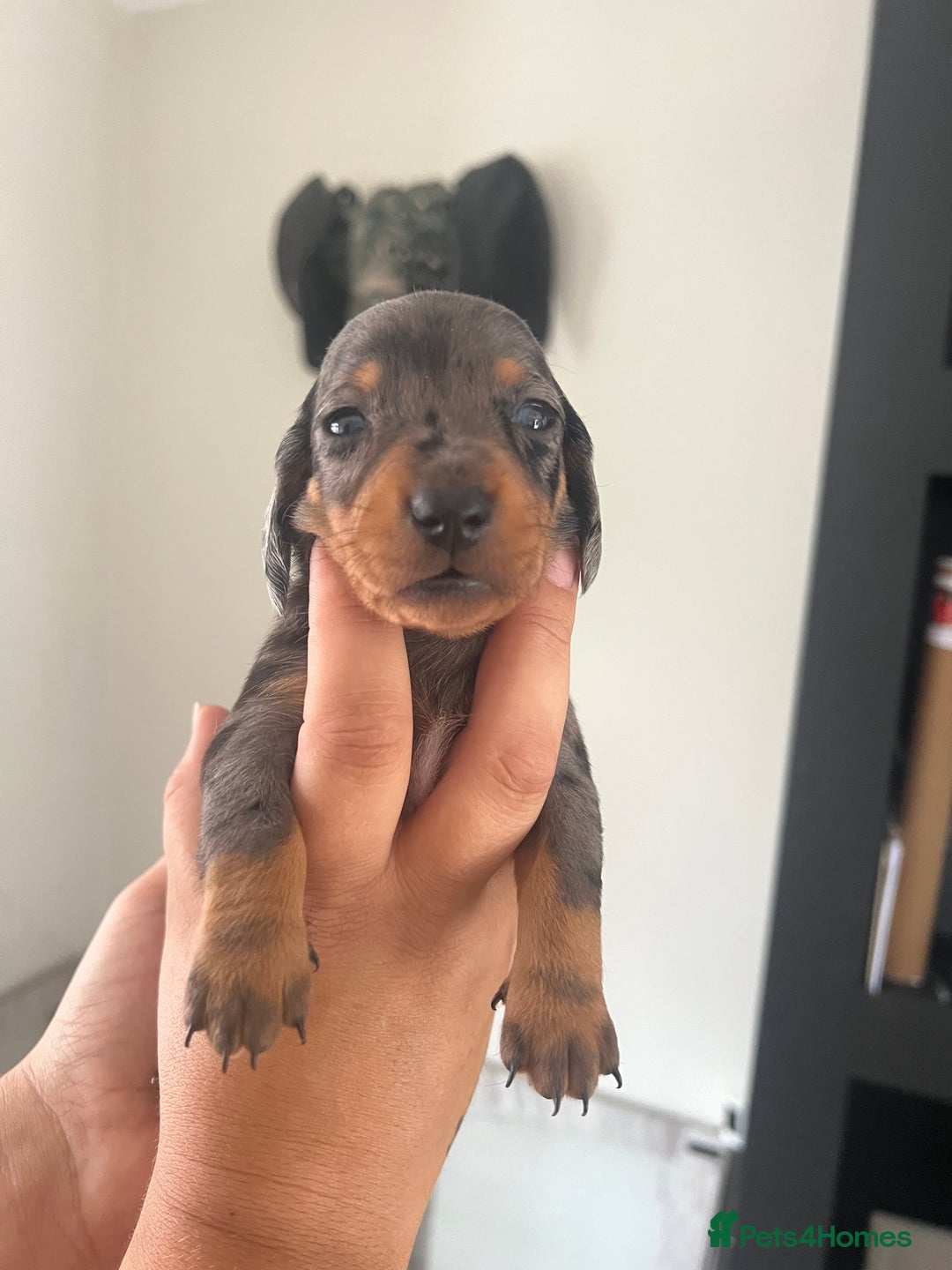 Miniature Dachshund dogs for sale: Champion line miniature Dachshunds KCREG PRACLEAR  - Image 29